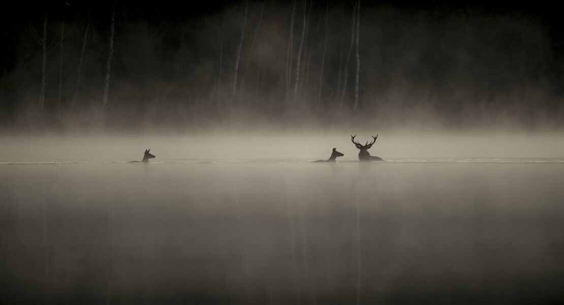 das-flustern-der-walder