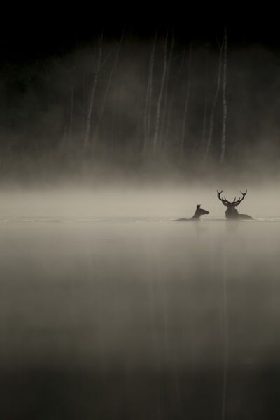 das-flustern-der-walder