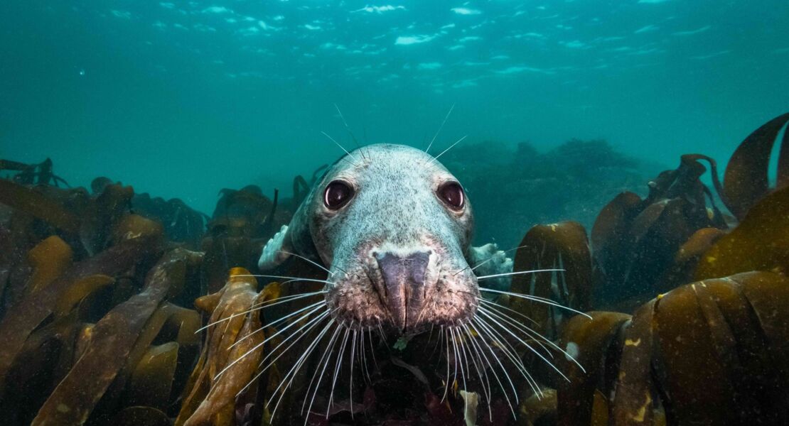 die-wilde-nordsee-natur-die-sich-nicht-zahmen-lasst