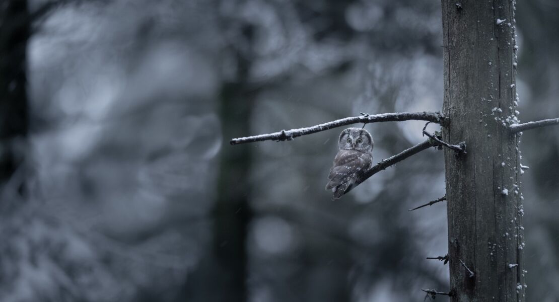 das-flustern-der-walder