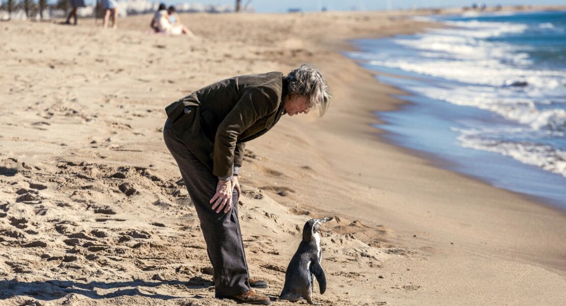 der-pinguin-meines-lebens