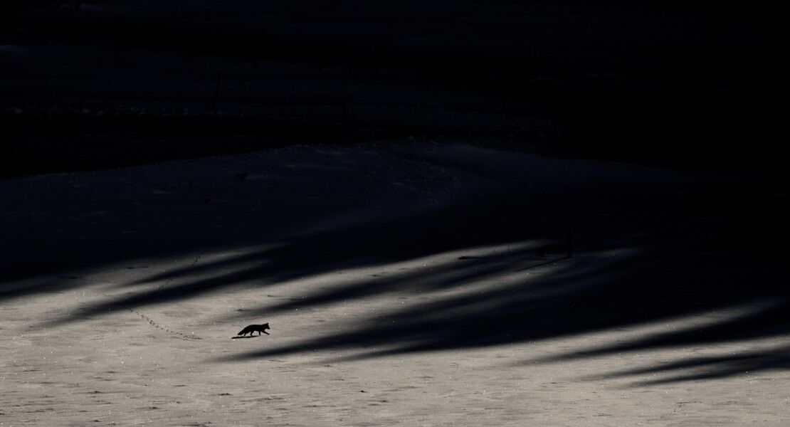 das-flustern-der-walder