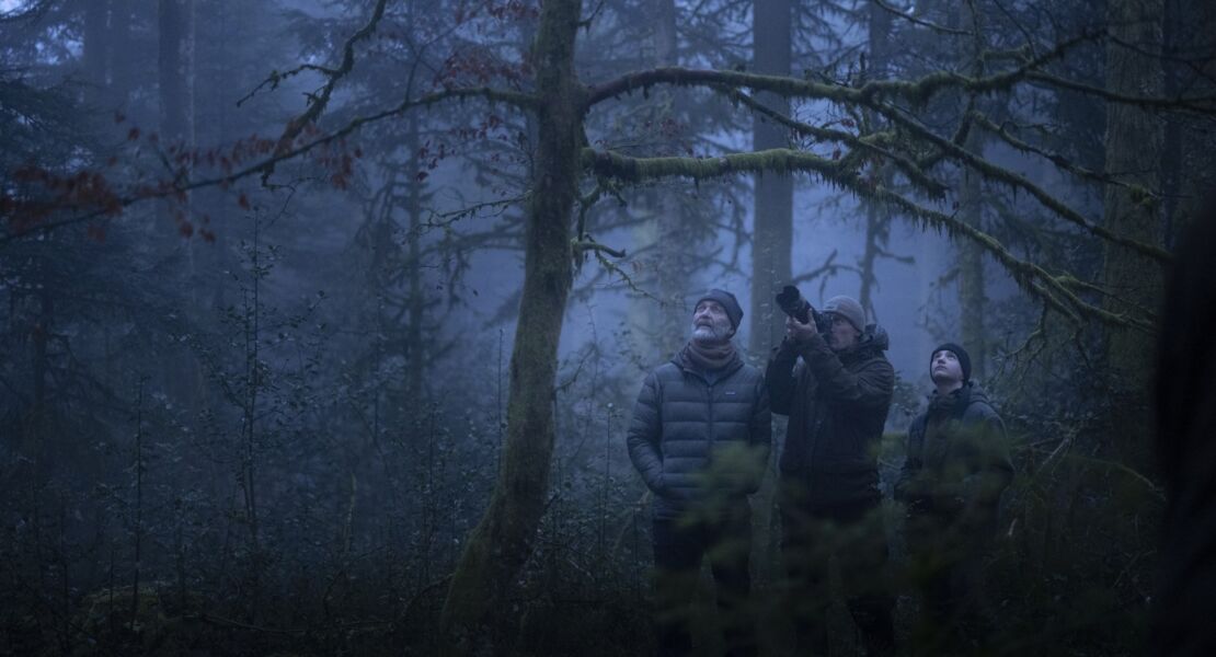 das-flustern-der-walder